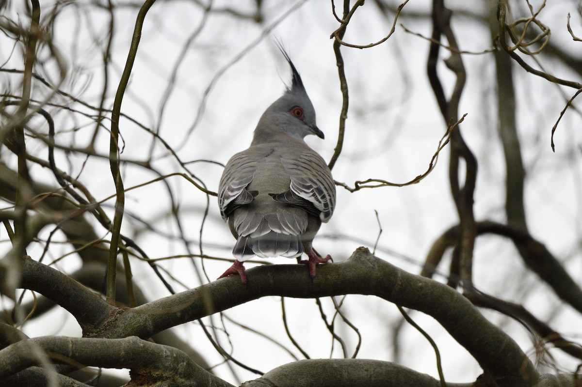 Crested Pigeon - ML620661980