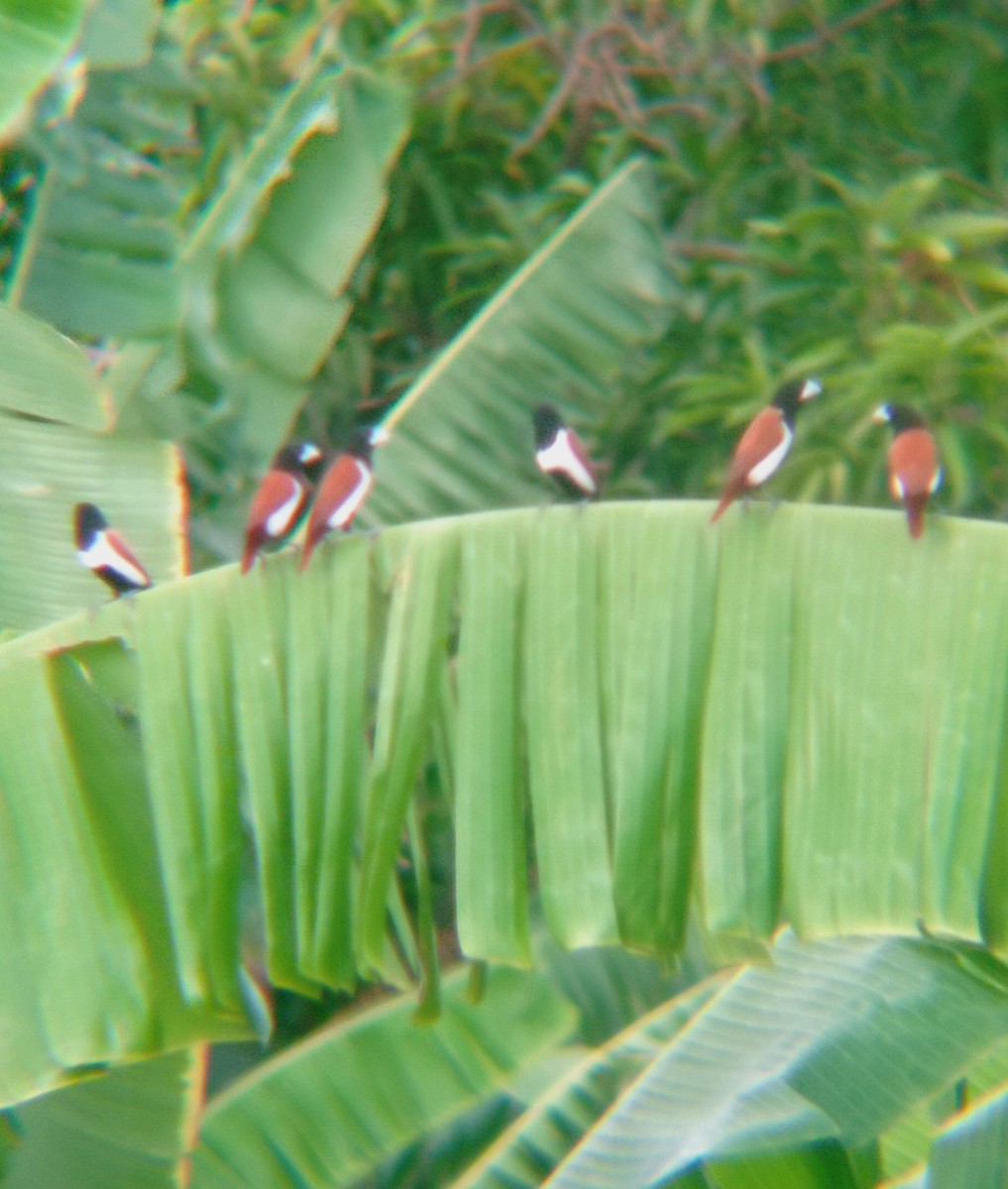 Tricolored Munia - ML620661981