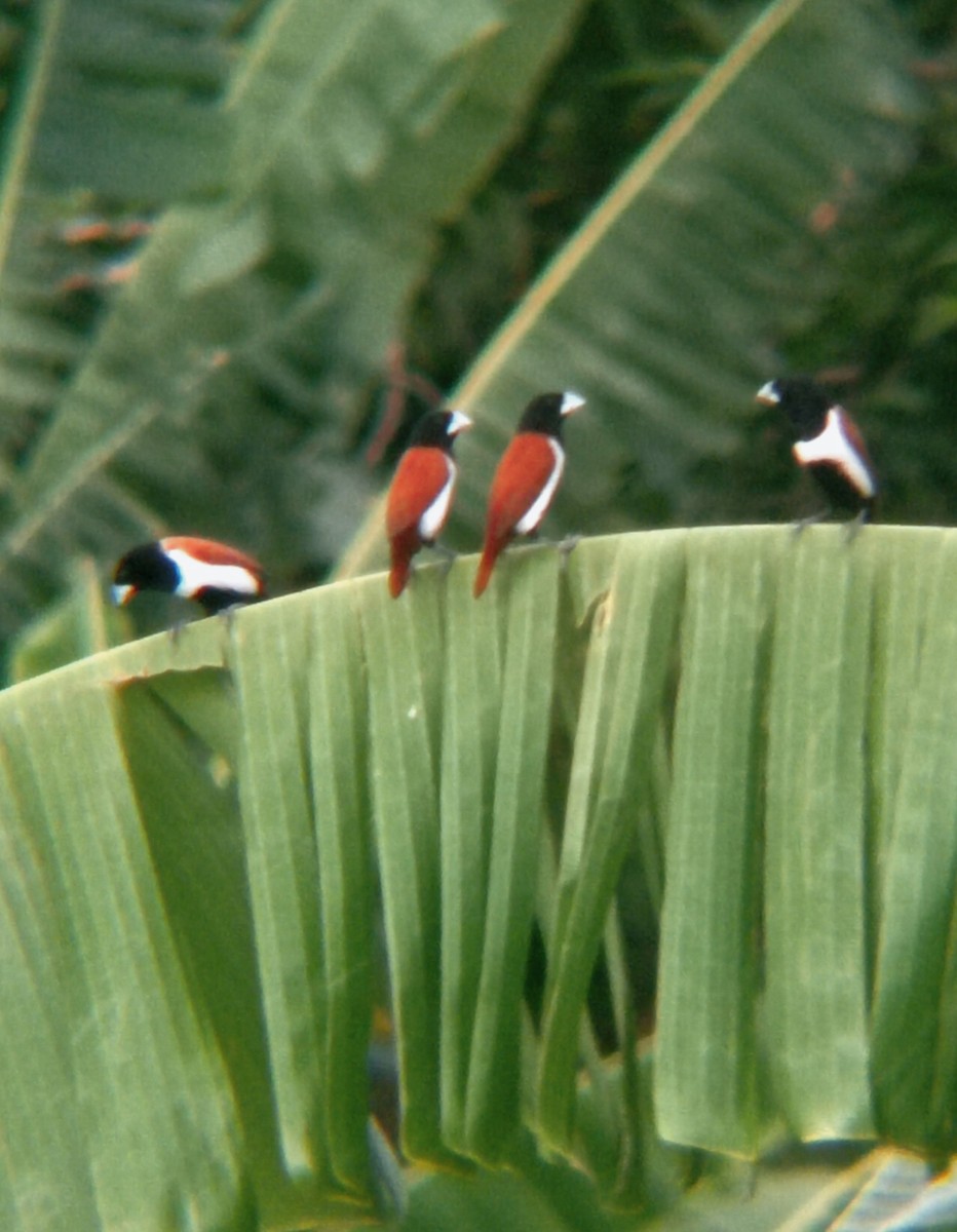 Tricolored Munia - ML620661982