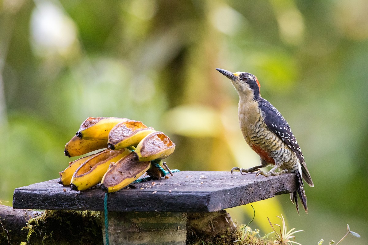 Black-cheeked Woodpecker - ML620661987