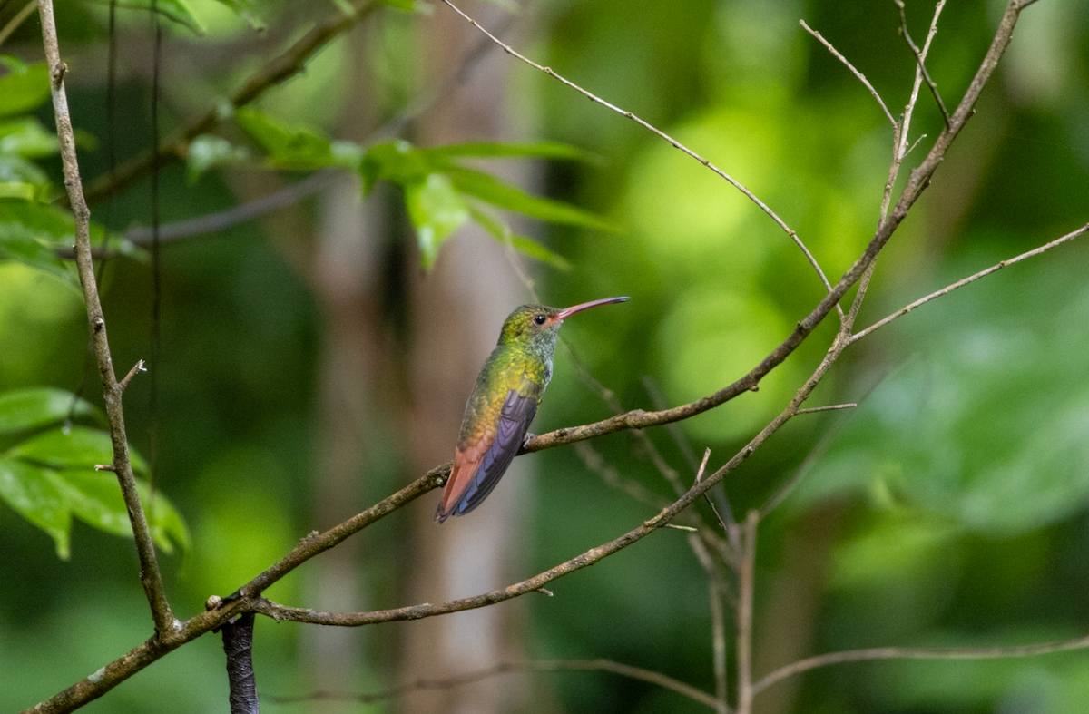 Rufous-tailed Hummingbird - ML620661988