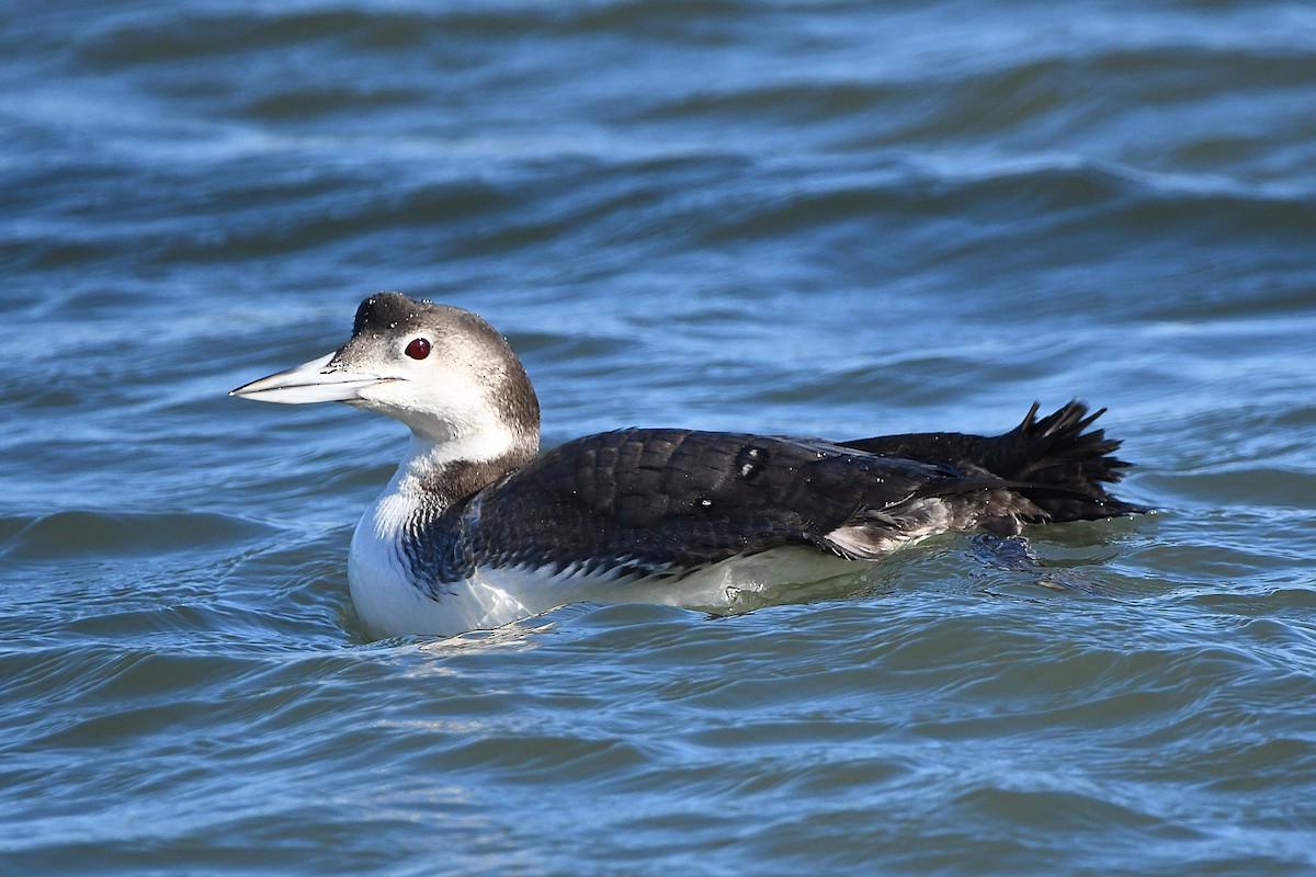 Common Loon - ML620661998