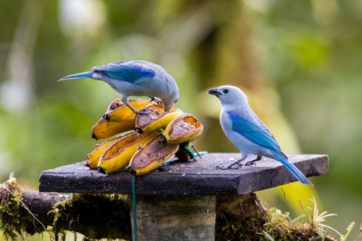 Blue-gray Tanager - ML620662001