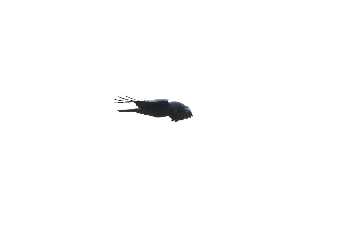 Little Raven - ML620662021