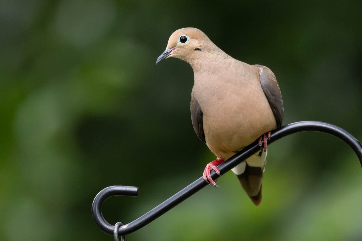 Mourning Dove - Pete Followill