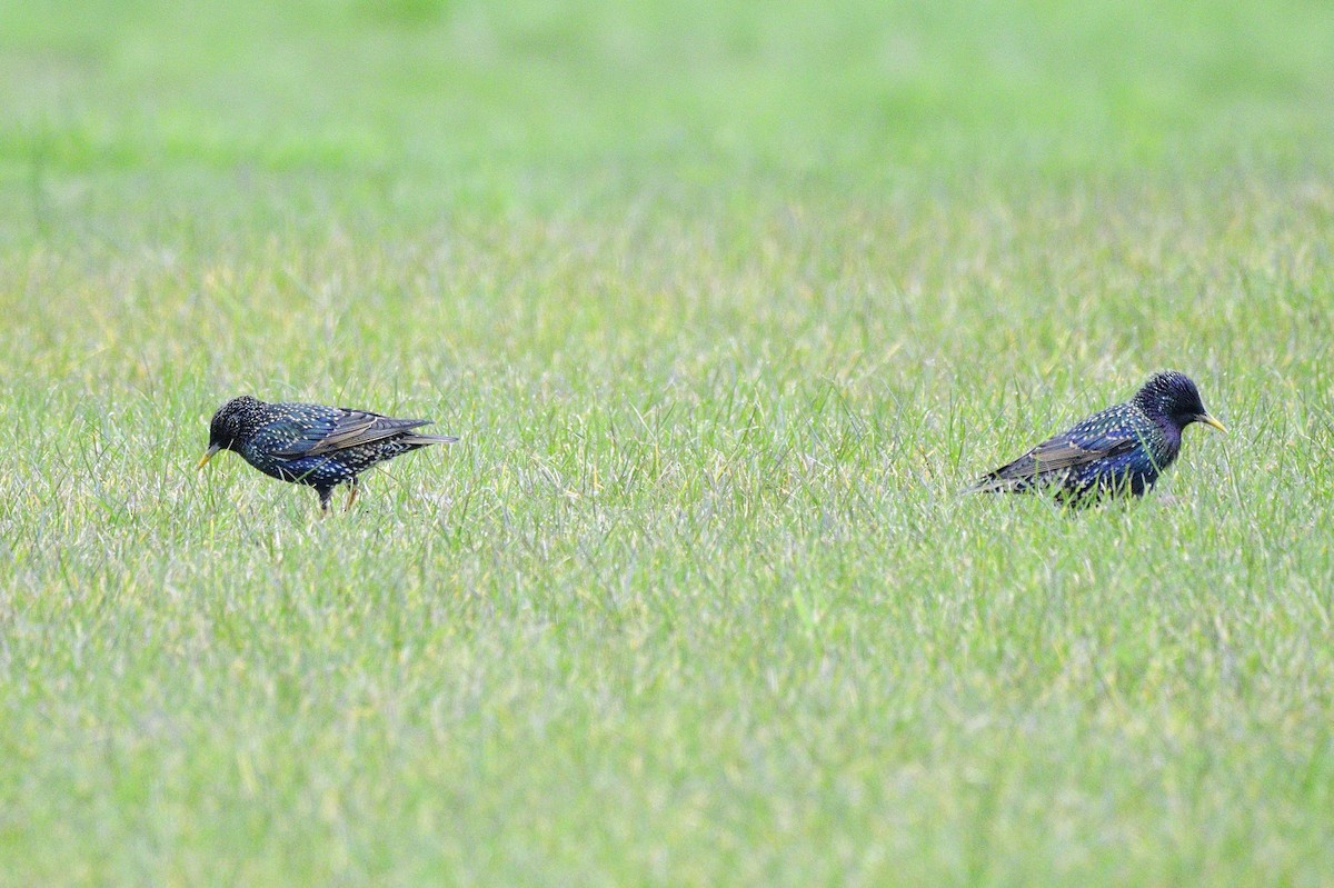 European Starling - Ken Crawley