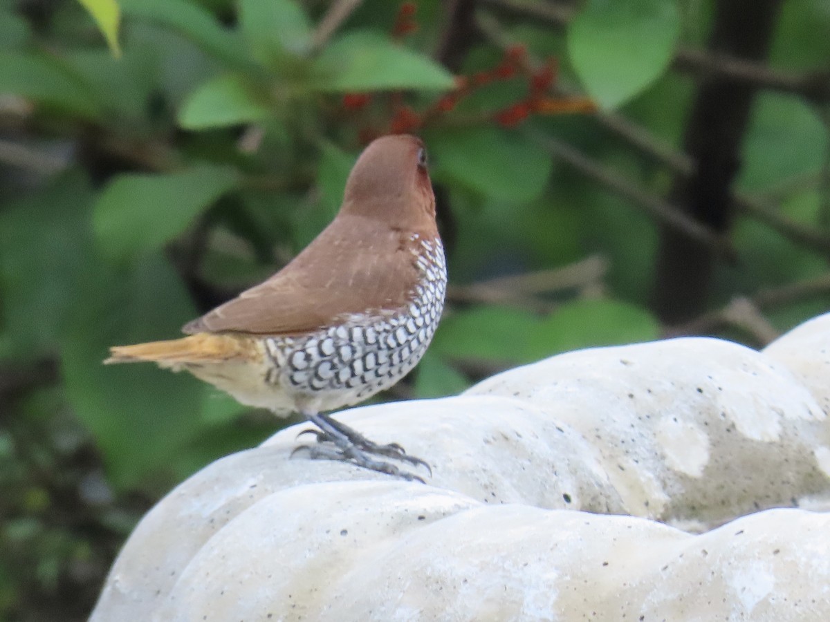 Scaly-breasted Munia - ML620662030