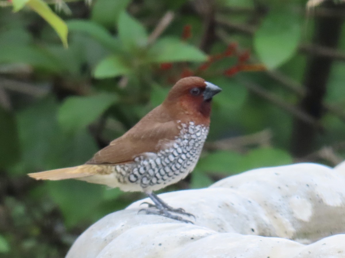 Scaly-breasted Munia - Andrea Diamond