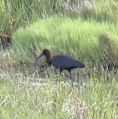 ibis hnědý - ML620662036