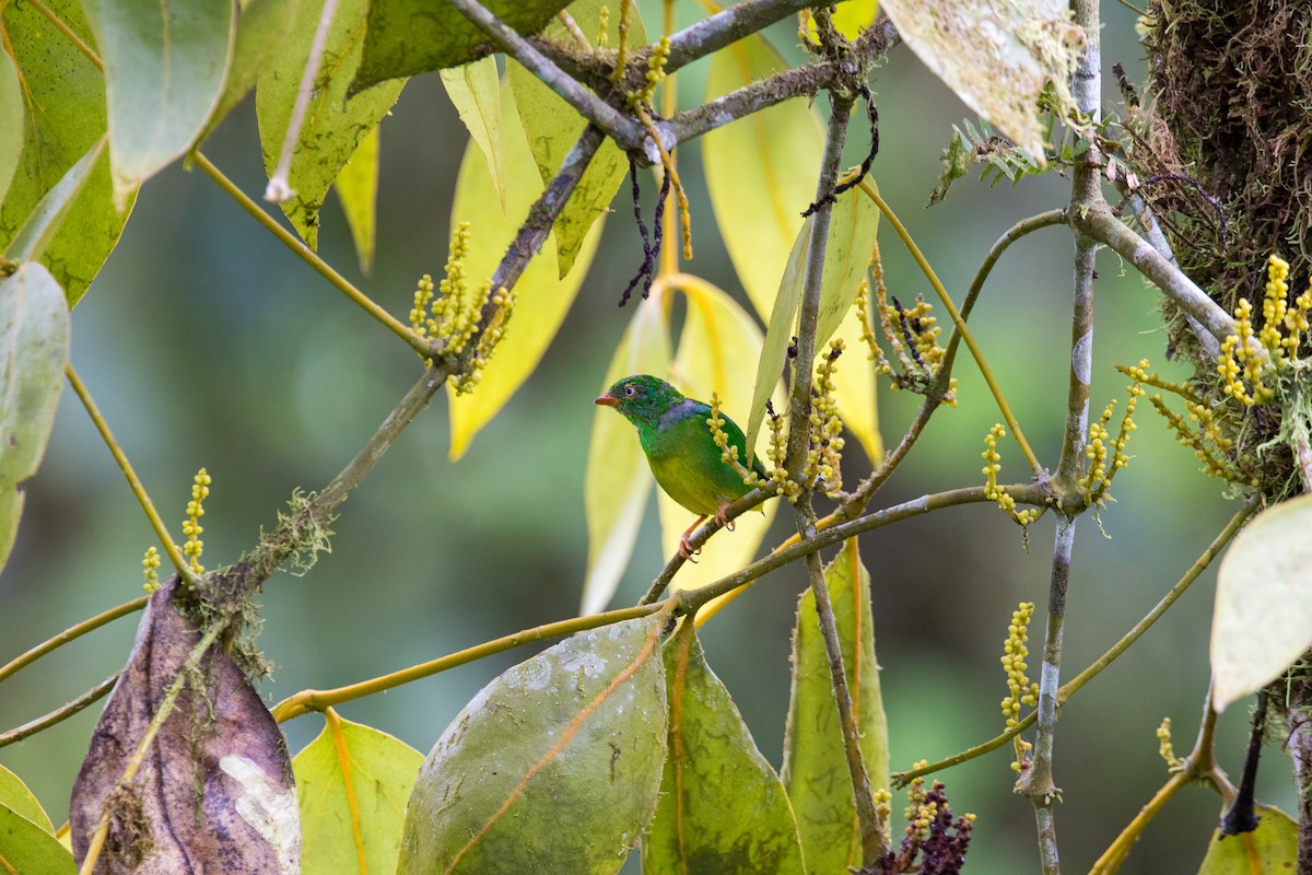 Yellow-collared Chlorophonia - ML620662042