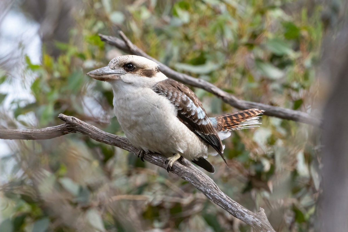 Laughing Kookaburra - ML620662043