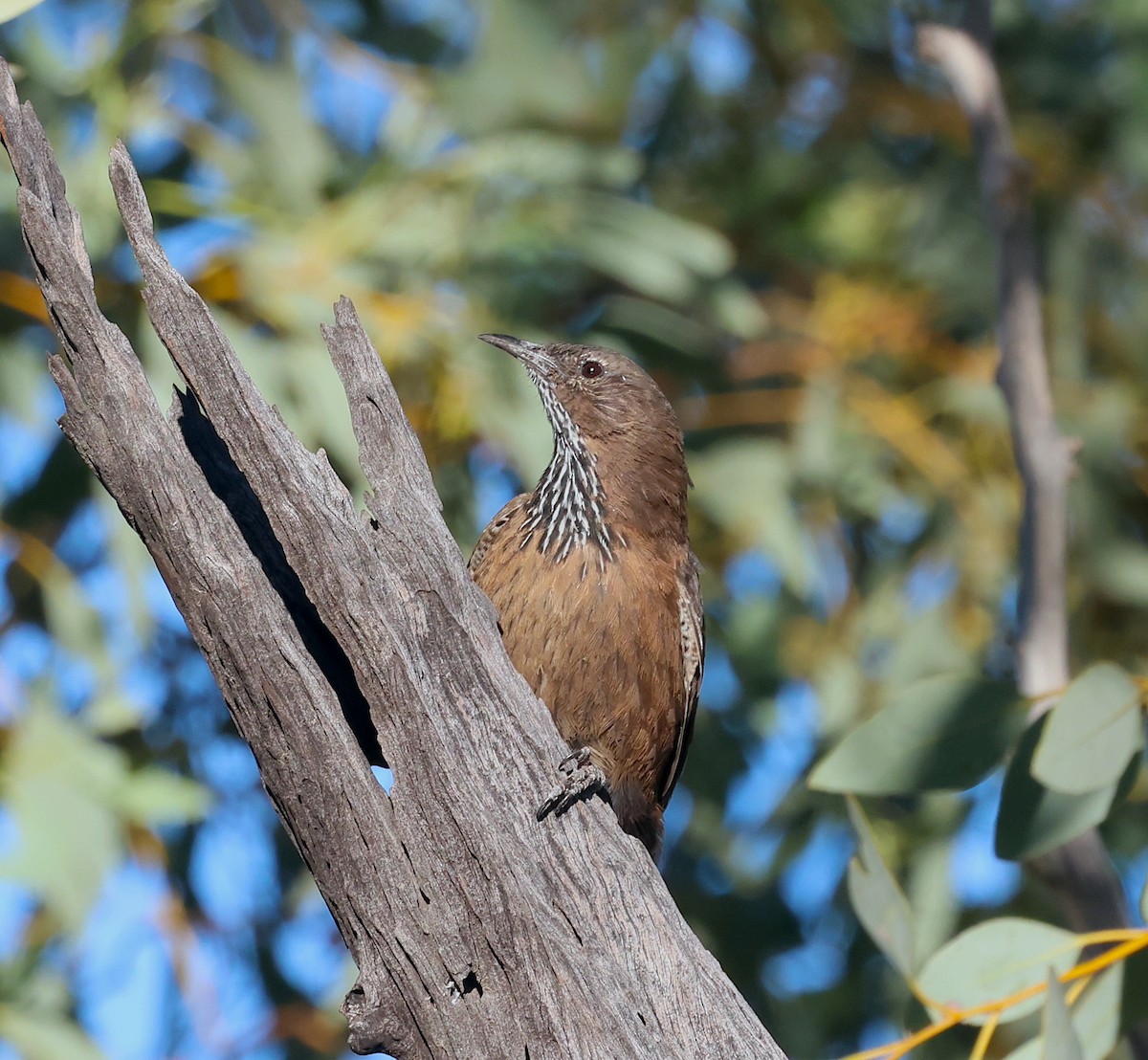 Black-tailed Treecreeper - ML620662044