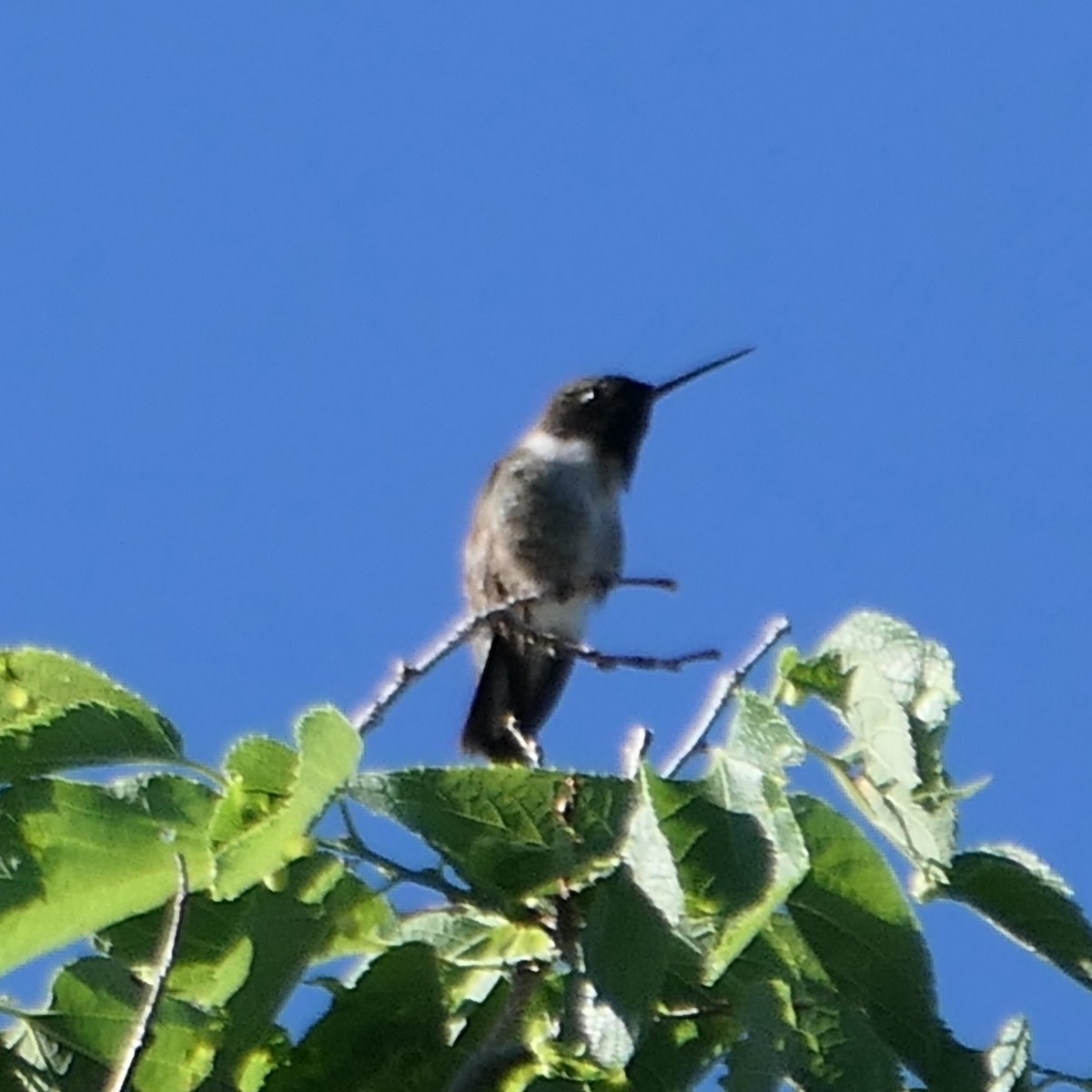 Black-chinned Hummingbird - ML620662046