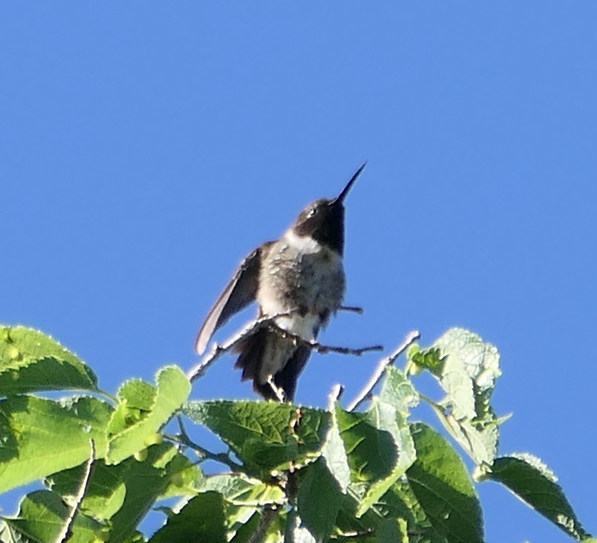 Black-chinned Hummingbird - ML620662050