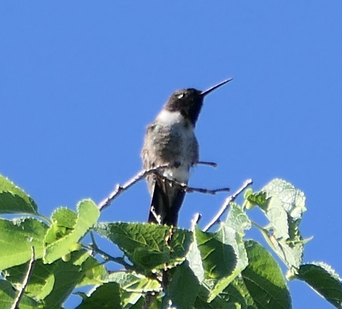 Black-chinned Hummingbird - ML620662054