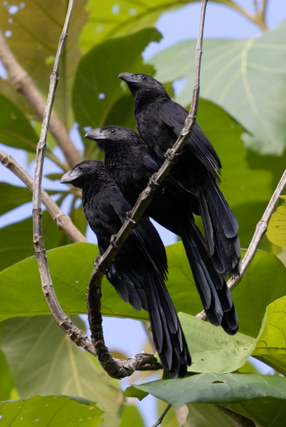 Groove-billed Ani - Lucas Pittman