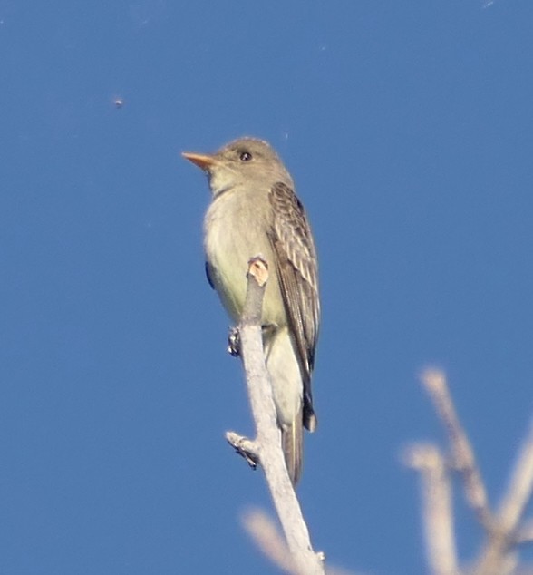 Western Wood-Pewee - ML620662063