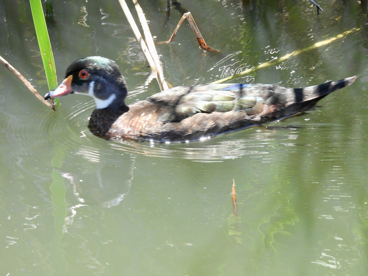 Wood Duck - ML620662068