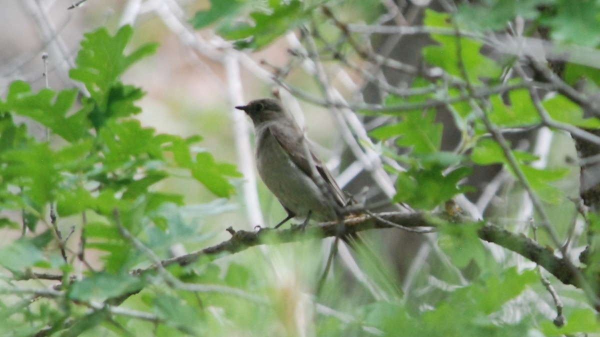 Townsend's Solitaire - ML620662079
