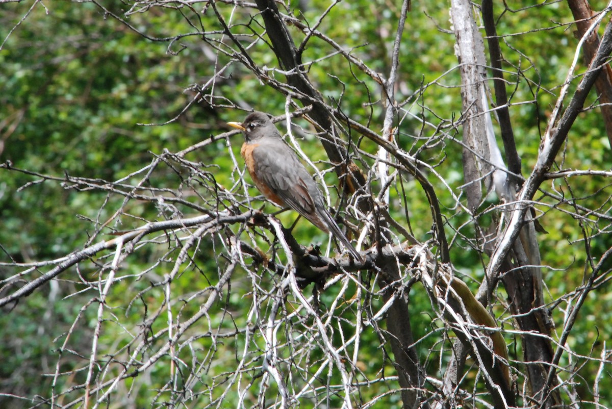 American Robin - ML620662081