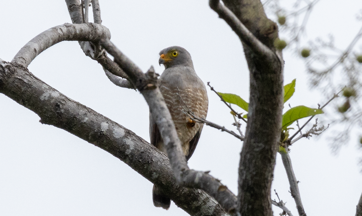 Roadside Hawk - ML620662082