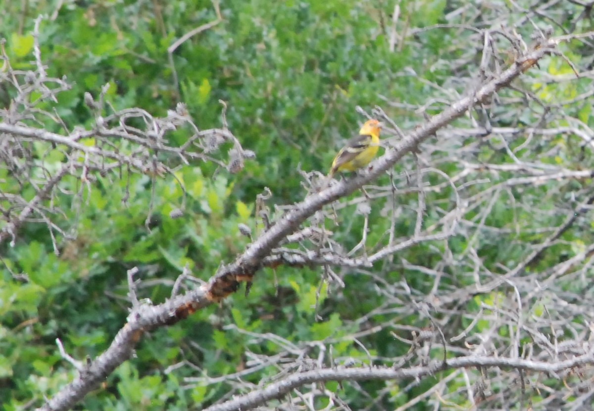 Western Tanager - ML620662093