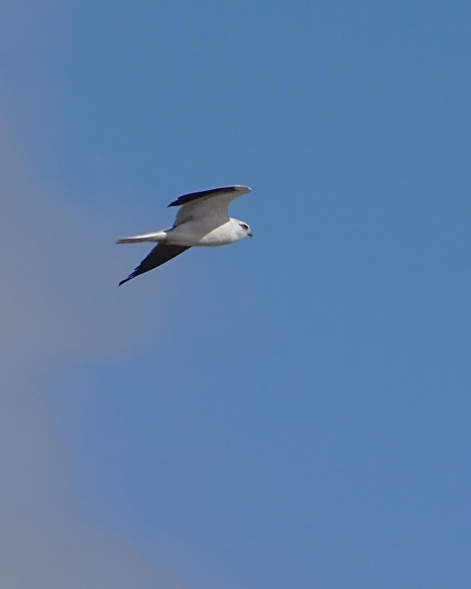 Black-shouldered Kite - ML620662100