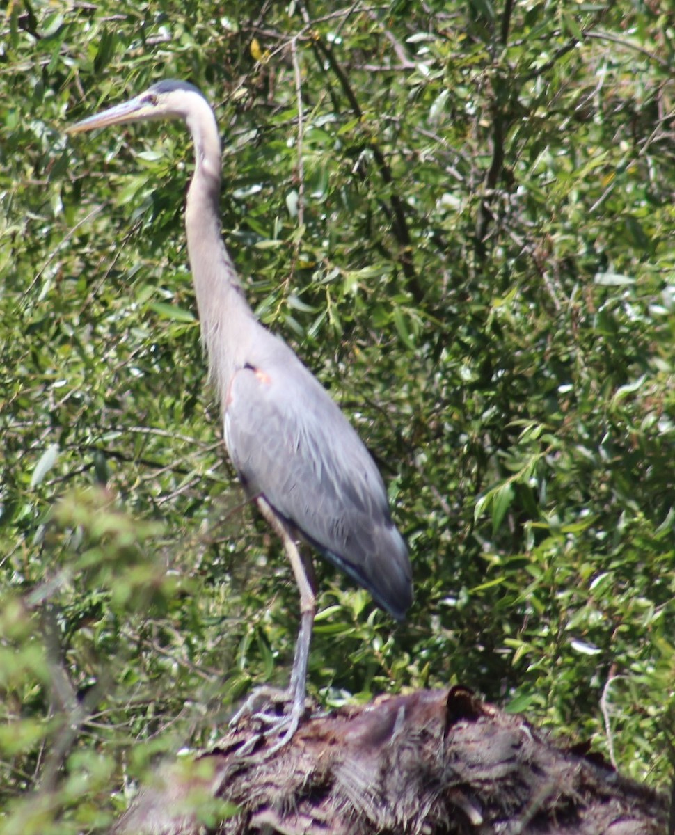 Great Blue Heron - ML620662106