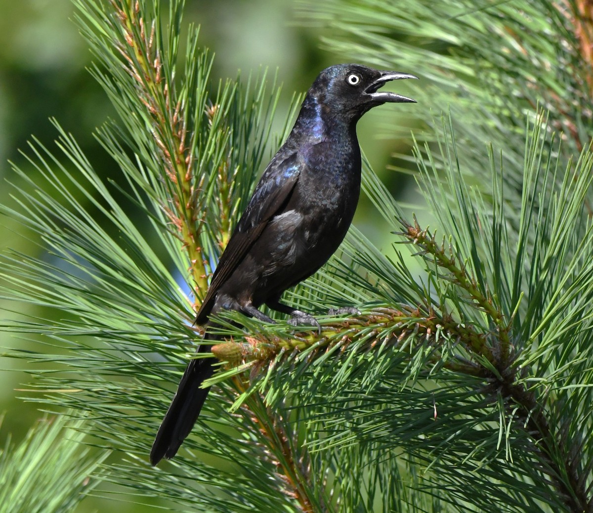 Common Grackle - ML620662112