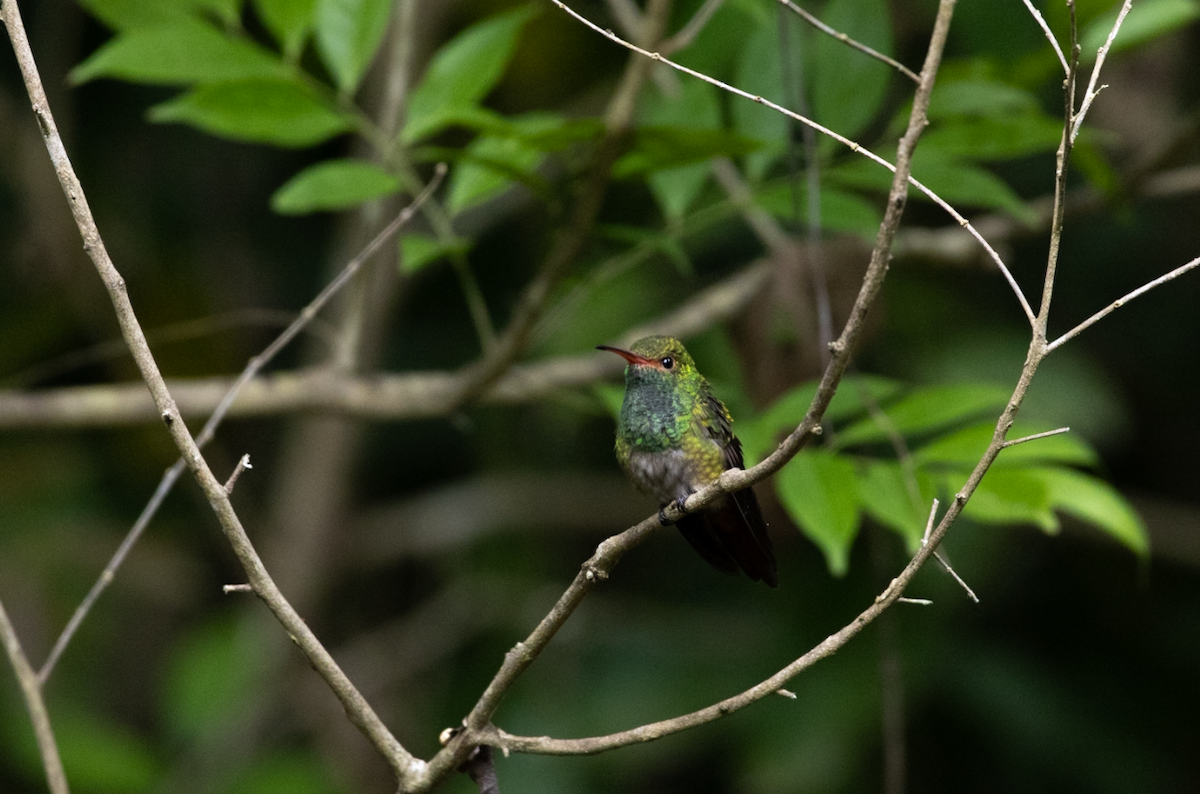 Rufous-tailed Hummingbird - ML620662115