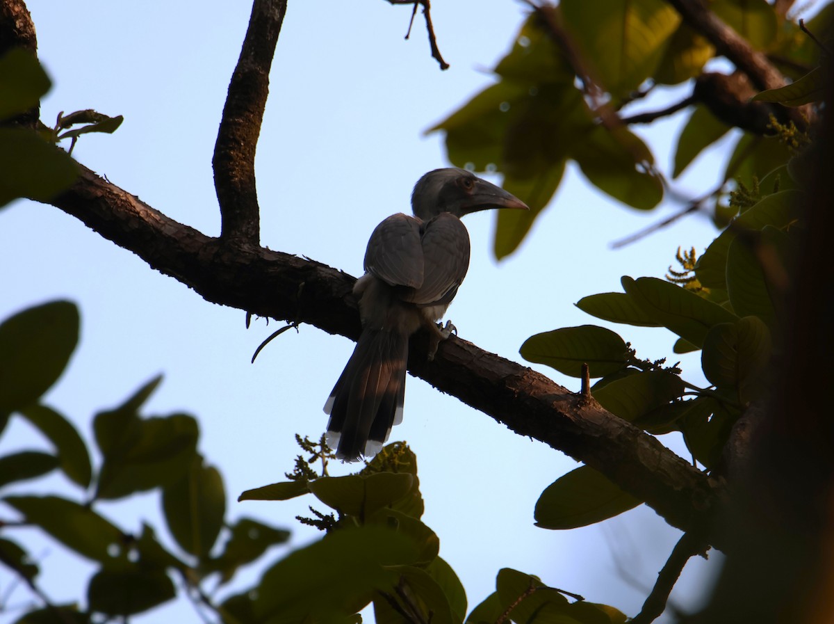 Indian Gray Hornbill - ML620662116