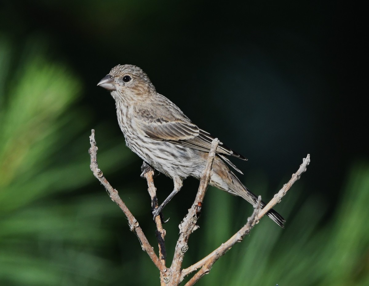 House Finch - ML620662119