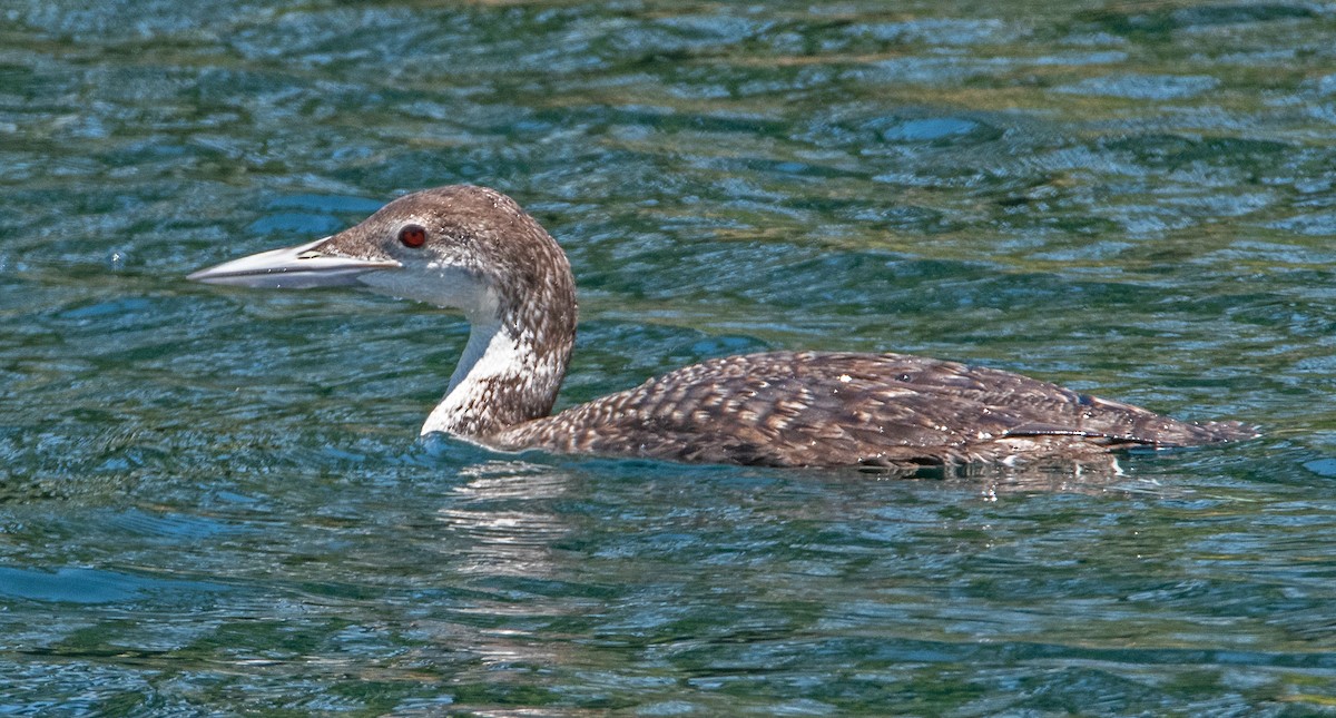 Common Loon - ML620662120