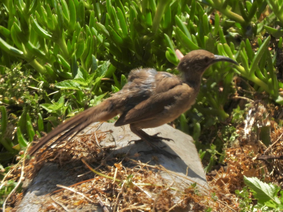 California Thrasher - ML620662123