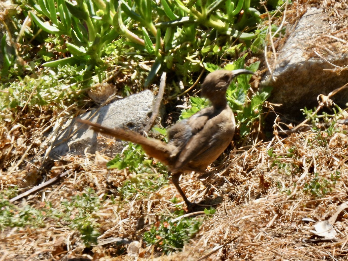 California Thrasher - ML620662124