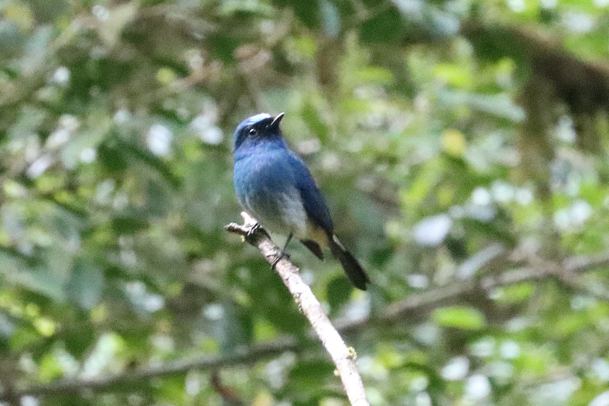 Indigo Flycatcher - ML620662127