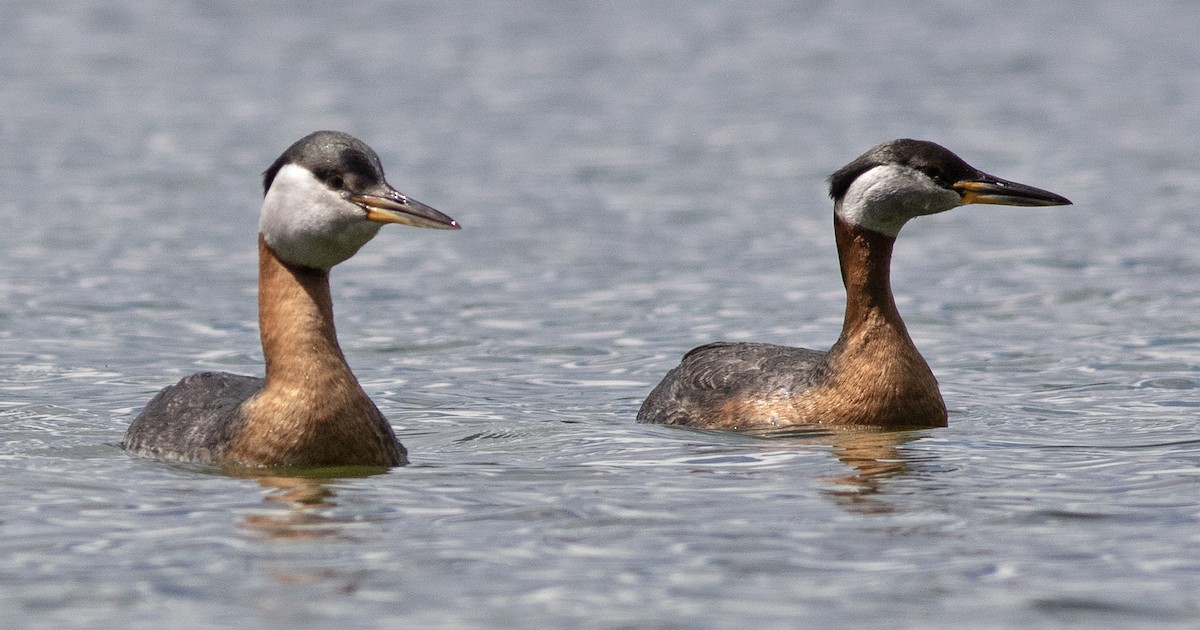 Red-necked Grebe - ML620662128