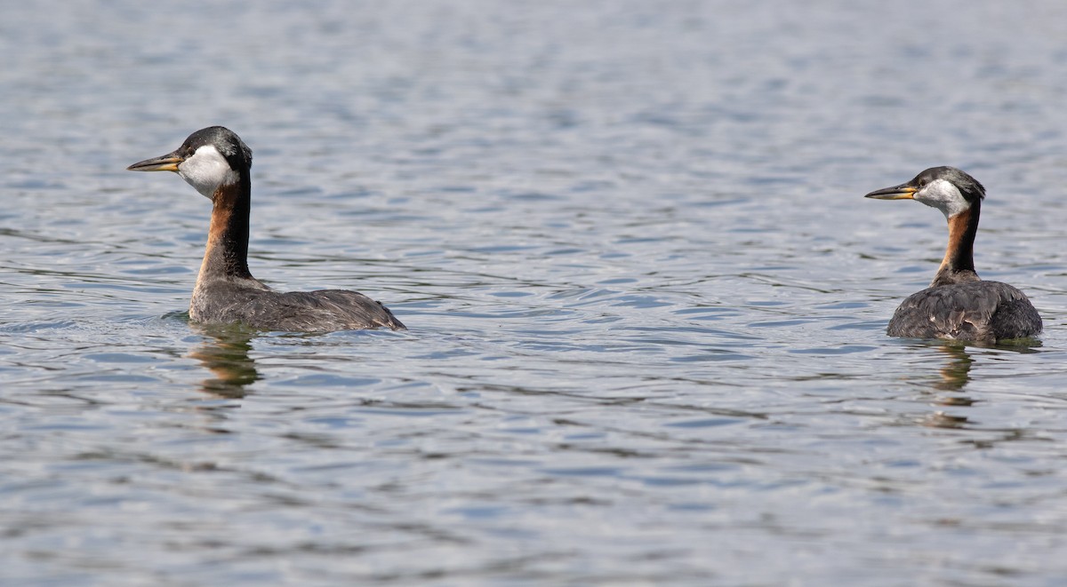 Red-necked Grebe - ML620662129