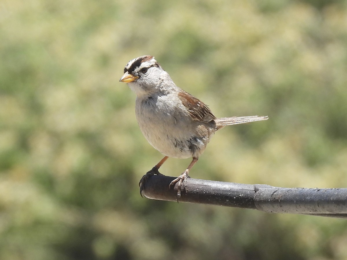 White-crowned Sparrow - ML620662137