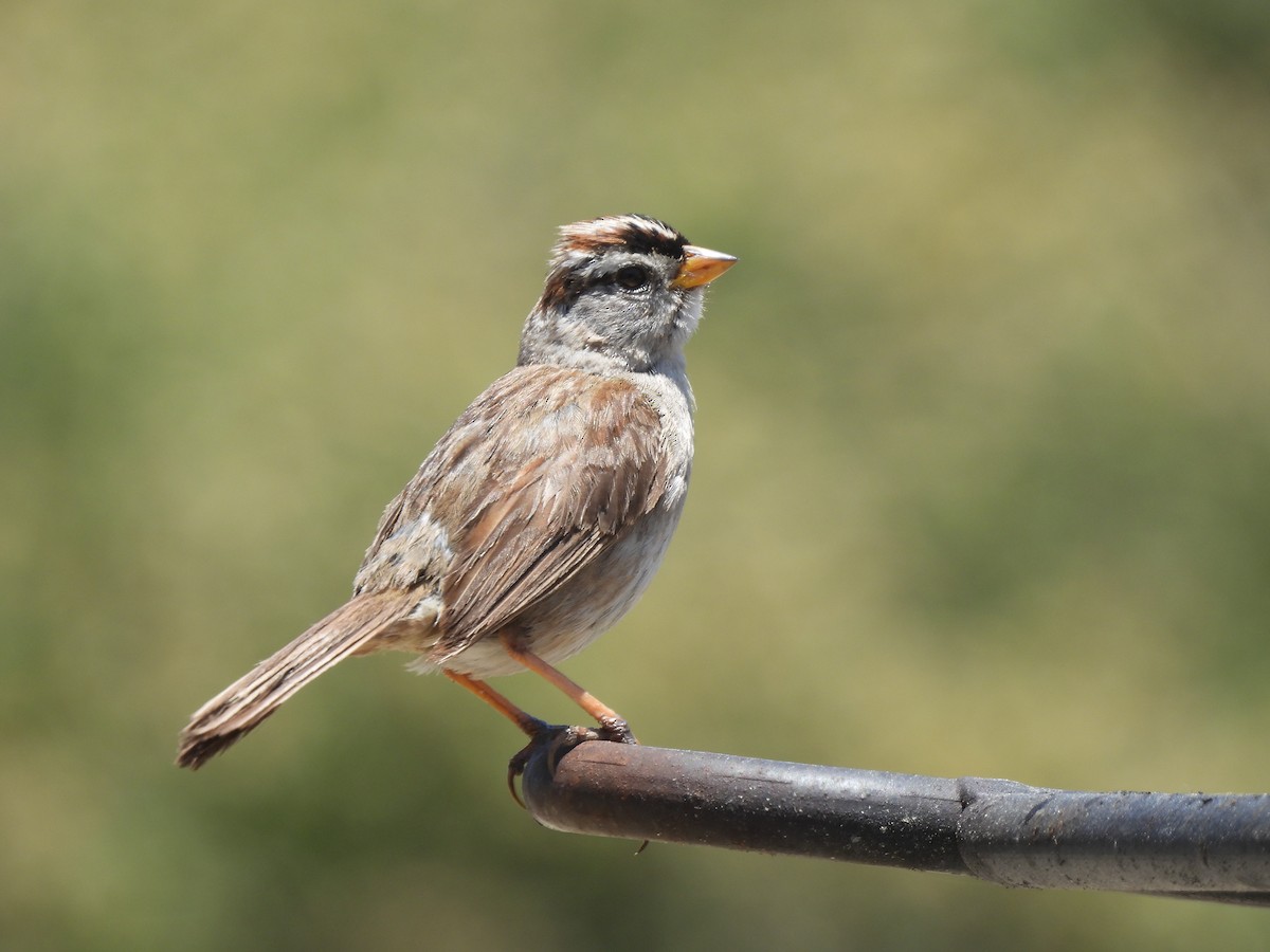 White-crowned Sparrow - ML620662138