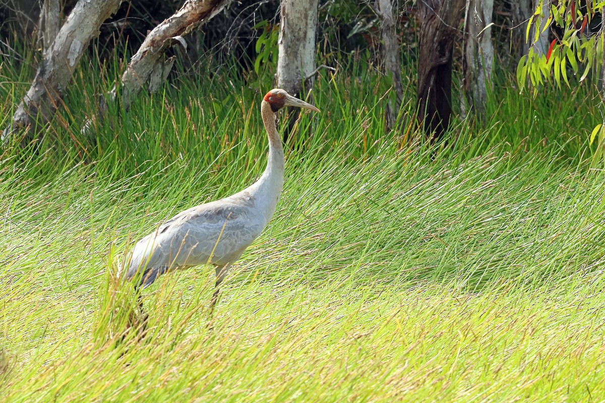 Grue brolga - ML620662140