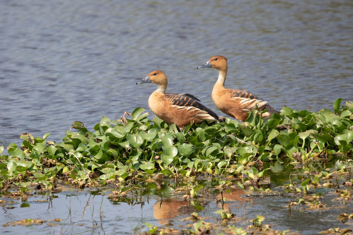 Fulvous Whistling-Duck - ML620662149