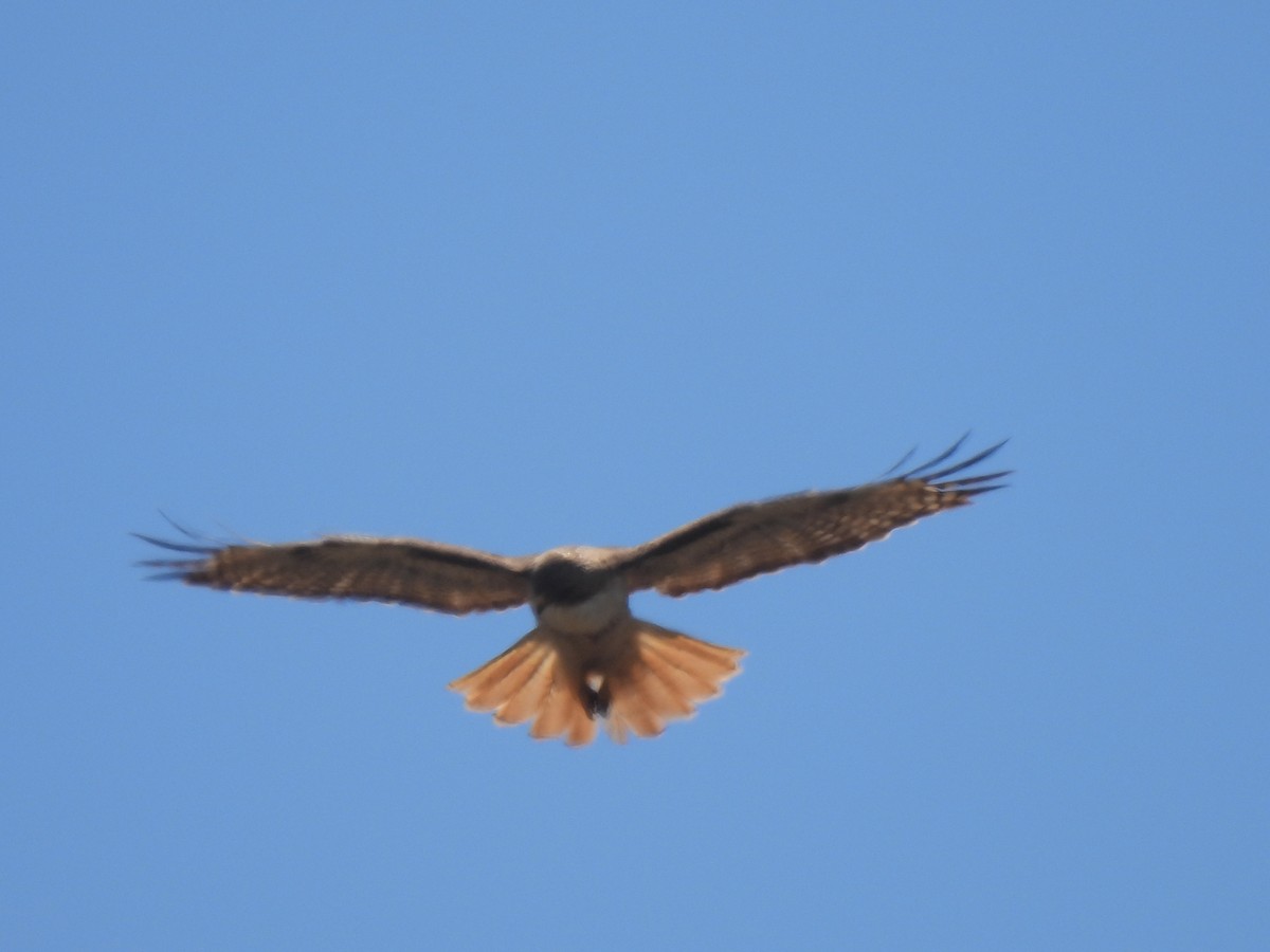 Red-tailed Hawk - Dana Cox
