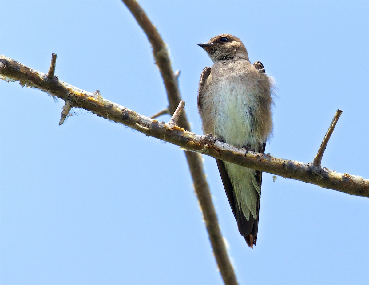 Northern Rough-winged Swallow - ML620662181