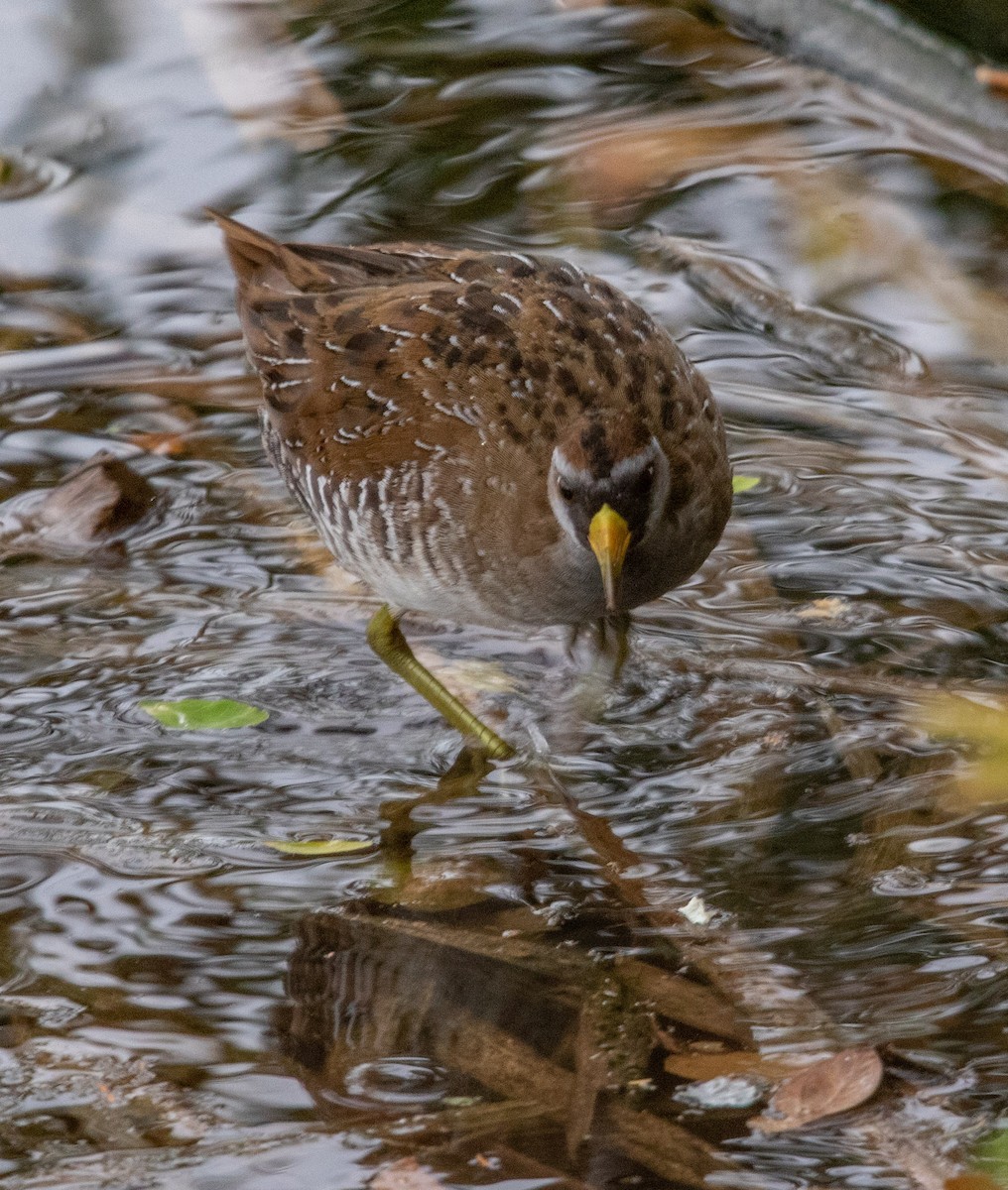 Polluela Sora - ML620662188