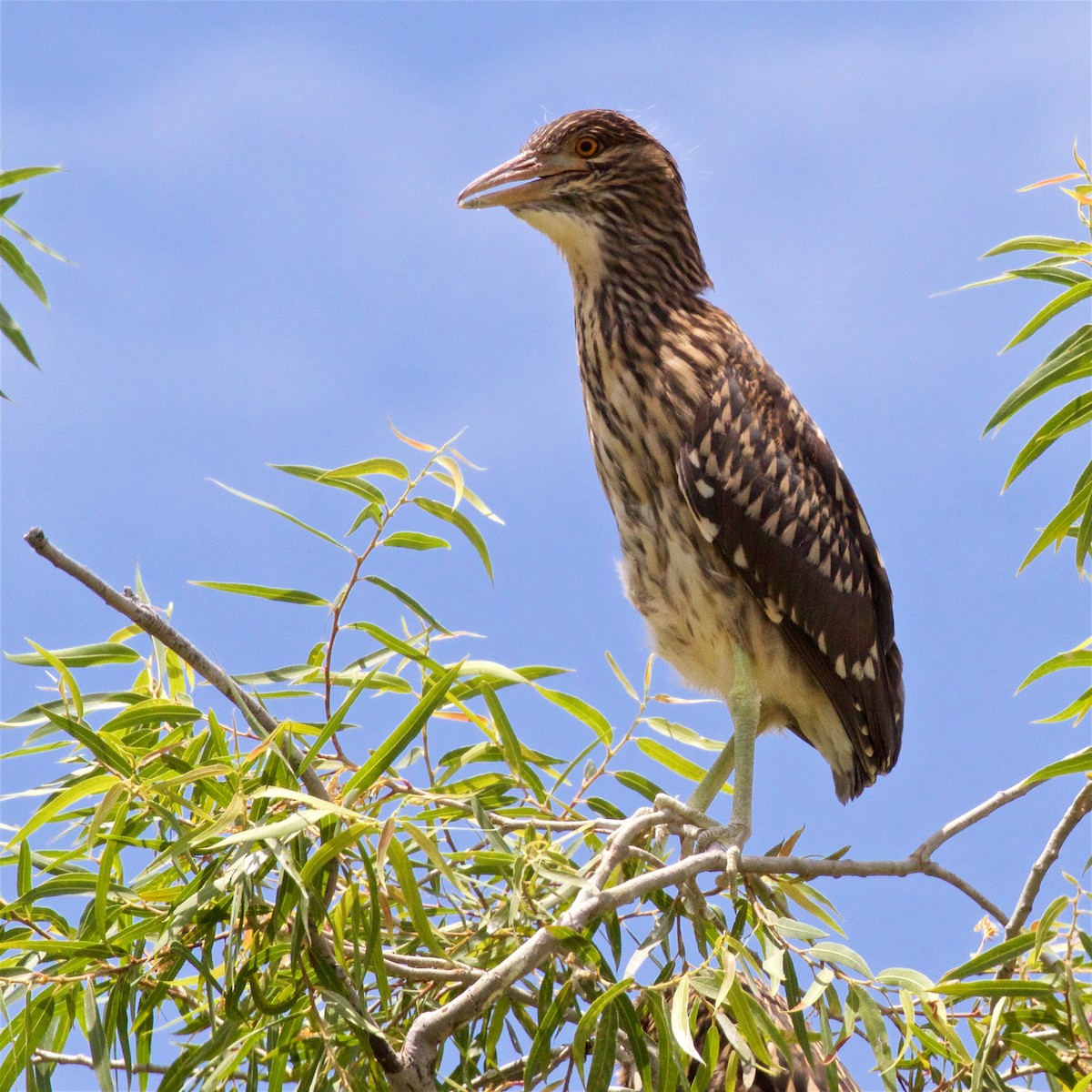 Black-crowned Night Heron - ML620662196