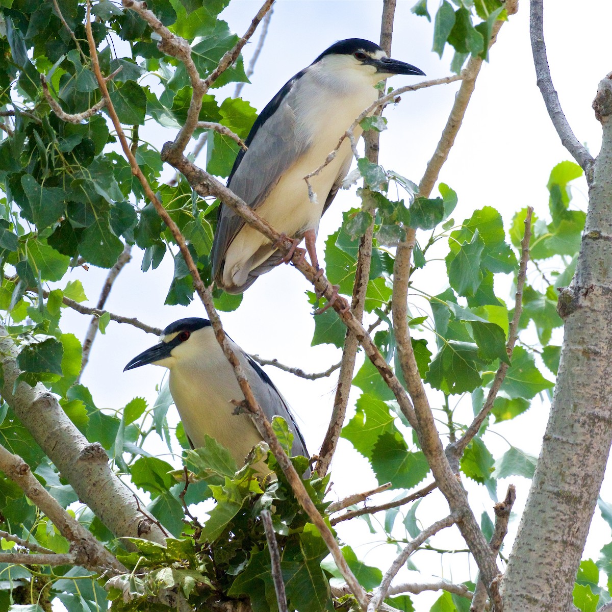 Black-crowned Night Heron - ML620662197