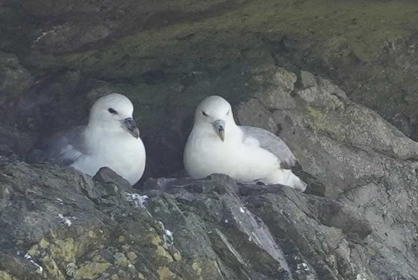 Northern Fulmar - Evan Clark