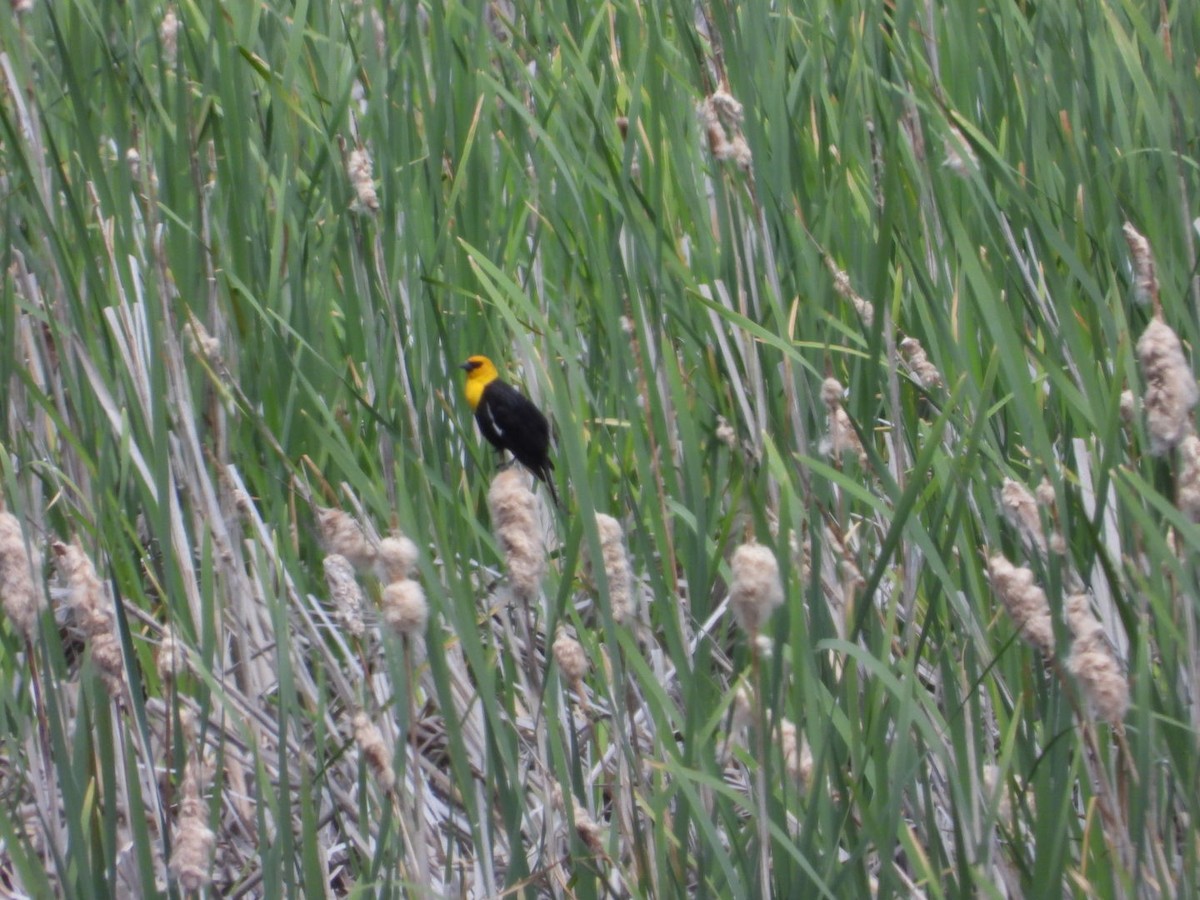 Yellow-headed Blackbird - ML620662208