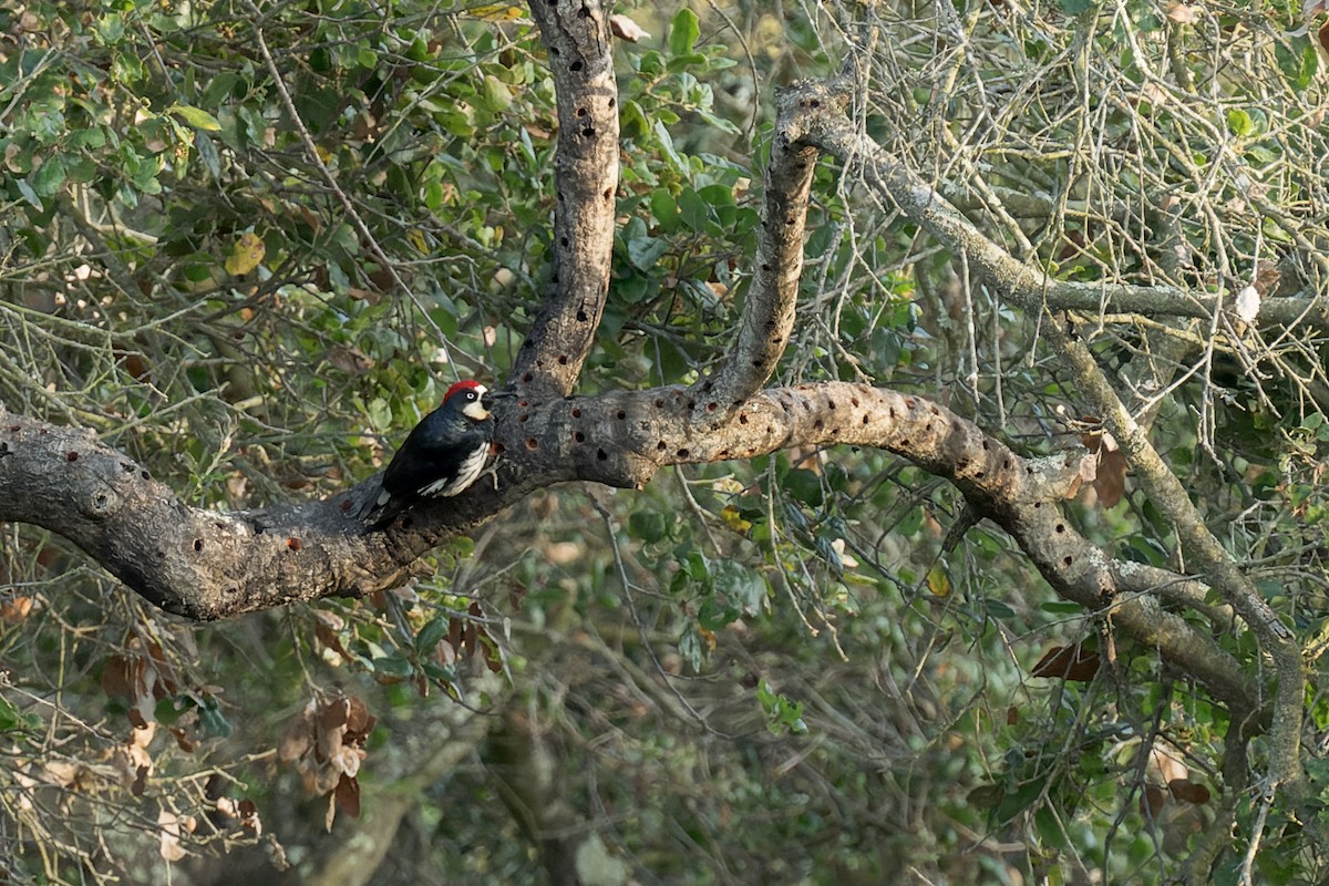 Acorn Woodpecker - ML620662226